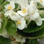 Begonia semperflorens  Sprint White